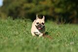 BOULEDOGUE FRANCAIS 1218